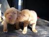 Two red Lab brothers